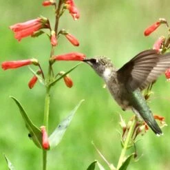 Firecracker Penstemon Richfield Strain -High Country Gardens firecracker penstemon hummingbird