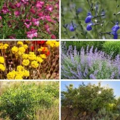 FireSmart Collection - Zone 3 15 FireSmart Collection - Zone 3 -High Country Gardens firesmart zone 3 collage8 27 25