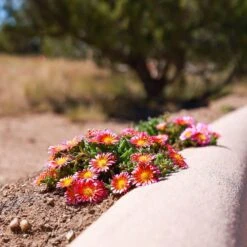 Fire Spinner® Ice Plant 10 Fire Spinner® Ice Plant -High Country Gardens firespinner delosperma andrea nm 1