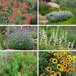 FireSmart Collection - Zone 2 15 FireSmart Collection - Zone 2 -High Country Gardens firewise zone 2 10 15 24