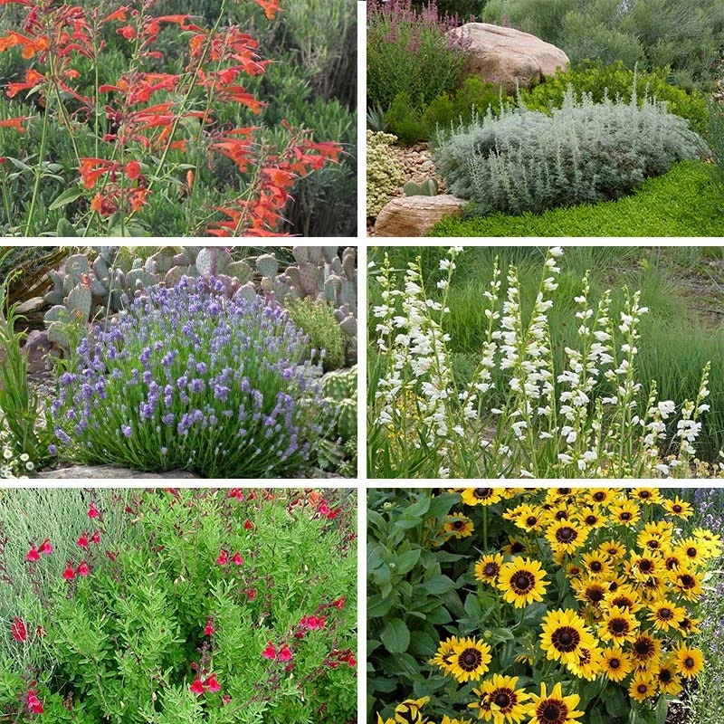 FireSmart Collection - Zone 2 8 FireSmart Collection - Zone 2 - Image 6