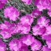 Firewitch Dianthus 2 Firewitch Dianthus -High Country Gardens firewitch dianthus garden pinks 3