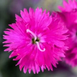 Firewitch Dianthus 7 Firewitch Dianthus -High Country Gardens firewitch dianthus 2