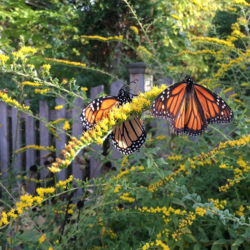 Fireworks Goldenrod (Solidago) 5 Fireworks Goldenrod (Solidago) - Image 3