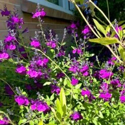 FlowerKisser® Dark Shadows Salvia 11 FlowerKisser® Dark Shadows Salvia -High Country Gardens flower kisser dark shadows pr 1