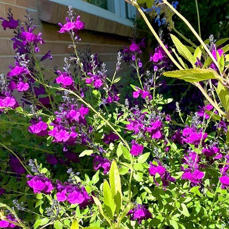 FlowerKisser® Dark Shadows Salvia 7 FlowerKisser® Dark Shadows Salvia - Image 5