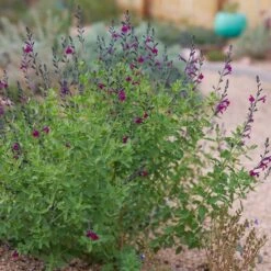 FlowerKisser® Dark Shadows Salvia 9 FlowerKisser® Dark Shadows Salvia -High Country Gardens flower kisser dark shadows salvi