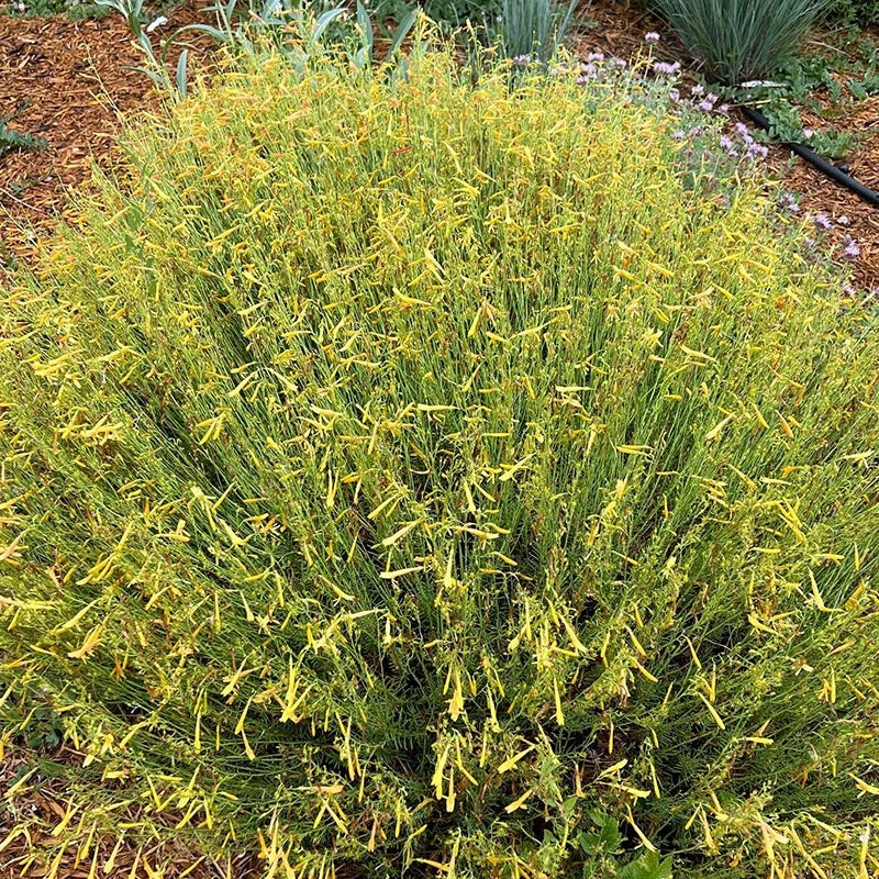 FlowerKisser® Citrus Surprise Penstemon 5 FlowerKisser® Citrus Surprise Penstemon - Image 3