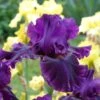 Desert Sky Bearded Iris Collection 1 Desert Sky Bearded Iris Collection -High Country Gardens for veronica desert sky coll