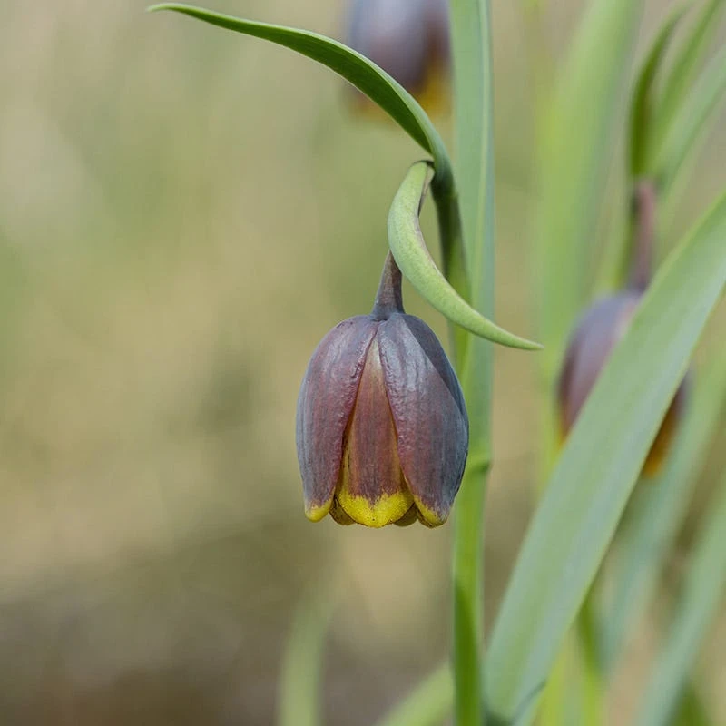 Fox's Grape Fritillary 4 Fox's Grape Fritillary - Image 2