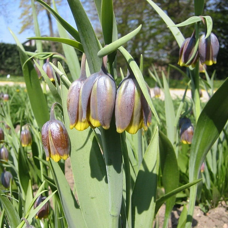 Fox's Grape Fritillary 5 Fox's Grape Fritillary - Image 3