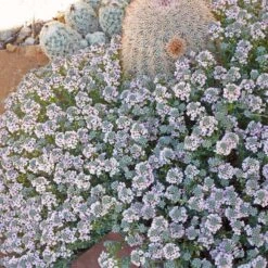 Fragrant Persian Stonecress (Aethionema) -High Country Gardens fragrant persian stonecress aethionema cactus wwg