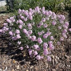 Fragrant Persian Stonecress (Aethionema) -High Country Gardens fragrant persian stonecress aethionema customer photo