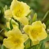 Fragrant Returns Reblooming Daylily 2 Fragrant Returns Reblooming Daylily -High Country Gardens fragrant returns daylily hero