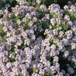 Fredo Garden Thyme 8 Fredo Garden Thyme -High Country Gardens fred garden thyme 2