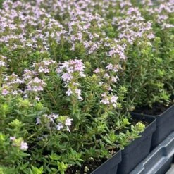 Fredo Garden Thyme 9 Fredo Garden Thyme -High Country Gardens fredo 277435343 3057198607868388 4046569839549898104 square