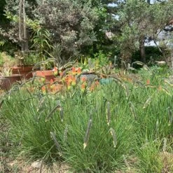 FREEDA® Caterpillar Grass 7 FREEDA® Caterpillar Grass -High Country Gardens freeda caterpillargrass kniphofia