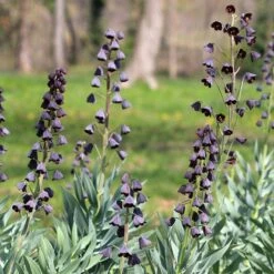 Stranger Than Fiction Flower Bulb Collection 15 Stranger Than Fiction Flower Bulb Collection -High Country Gardens fritillaria persica persian lily purple cropped 2