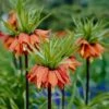 Red Crown Imperial 1 Red Crown Imperial -High Country Gardens fritillariared 1