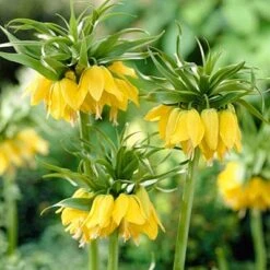 Yellow Crown Imperial 12 Yellow Crown Imperial -High Country Gardens fritillariayellow1 1