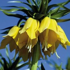 Yellow Crown Imperial 11 Yellow Crown Imperial -High Country Gardens fritillariayellow 1