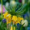 Deer & Rodent Resistant Bulb Collection 1 Deer & Rodent Resistant Bulb Collection -High Country Gardens fritilliaria yellow crown imperial 1