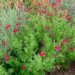 Furman's Red Texas Salvia -High Country Gardens furmans red texas salvia