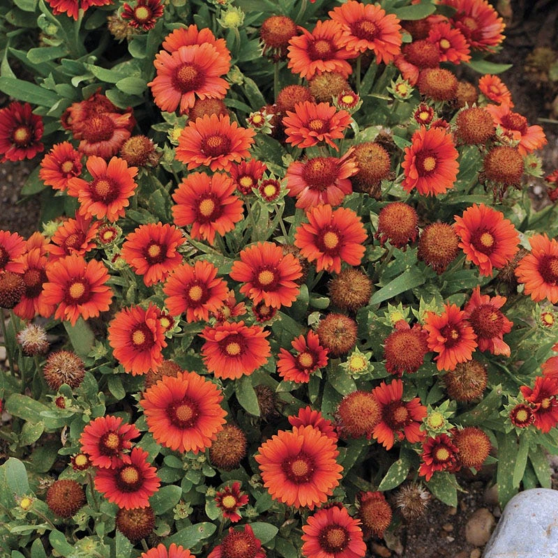 Arizona Red Shades Gaillardia 4 Arizona Red Shades Gaillardia - Image 2