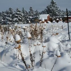 Coronation Gold Yarrow 11 Coronation Gold Yarrow -High Country Gardens garden in snow dianeoneil