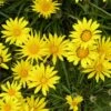 Colorado Gold® Gazania 1 Colorado Gold® Gazania -High Country Gardens gazania linearis colorado gold treassure flower