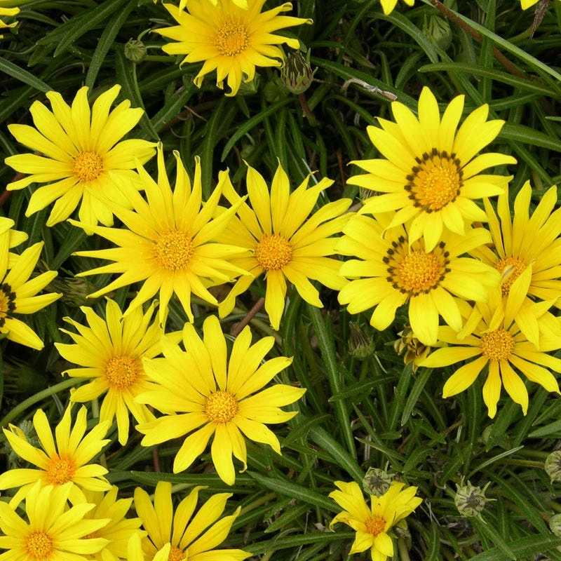 Colorado Gold® Gazania 3 Colorado Gold® Gazania