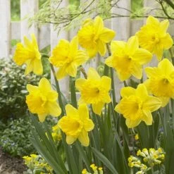 Gigantic Star Large Cupped Daffodil 7 Gigantic Star Large Cupped Daffodil -High Country Gardens gigantic star daffodil narcissus cropped 1