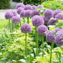 Stranger Than Fiction Flower Bulb Collection 19 Stranger Than Fiction Flower Bulb Collection -High Country Gardens globemaster allium cropped
