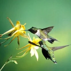 Golden Spur Columbine 10 Golden Spur Columbine -High Country Gardens golden spur columbine aquilegia