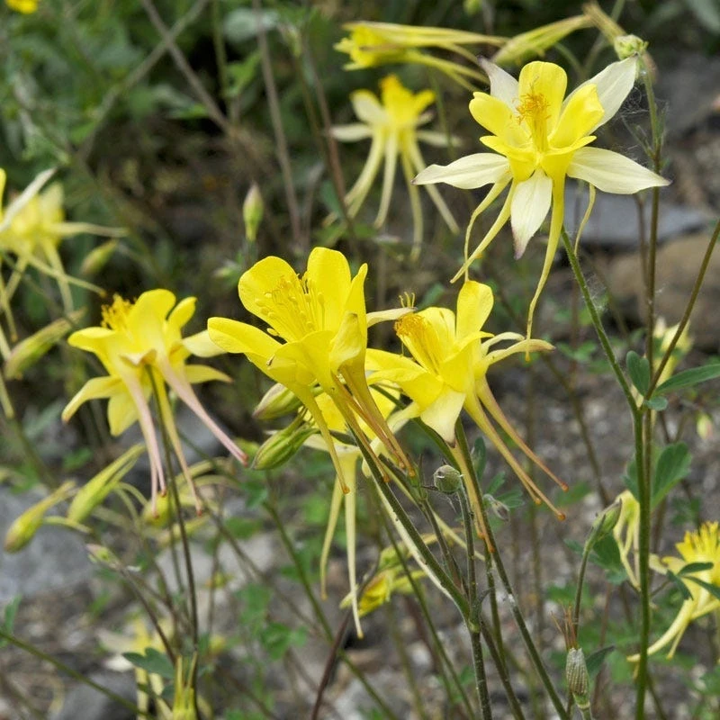 Golden Spur Columbine 7 Golden Spur Columbine - Image 5
