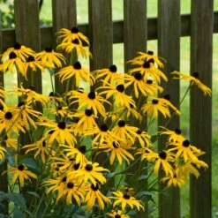 Goldsturm Black Eyed Susan 12 Goldsturm Black Eyed Susan -High Country Gardens goldstrum black eyed susan 2