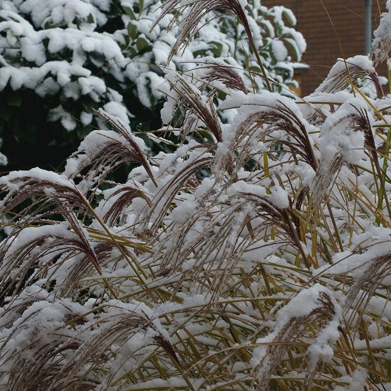 Gracillimus Miscanthus Grass 9 Gracillimus Miscanthus Grass - Image 7