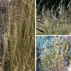 Grama Grass Collection -High Country Gardens grama grass collection collage