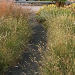 Grama Grass Collection -High Country Gardens grama grass collection sq