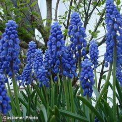 Grape Hyacinth -High Country Gardens grapehyacinth3 2