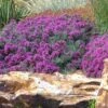 Drought Resistant Groundcover Collection -High Country Gardens gray creeping germander teucrium ground cover garden close 1