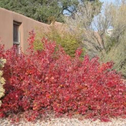 Gro-Low Sumac (Rhus) 11 Gro-Low Sumac (Rhus) -High Country Gardens gro low sumac adobe