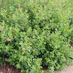 Gro-Low Sumac (Rhus) 10 Gro-Low Sumac (Rhus) -High Country Gardens gro low sumac loveland co