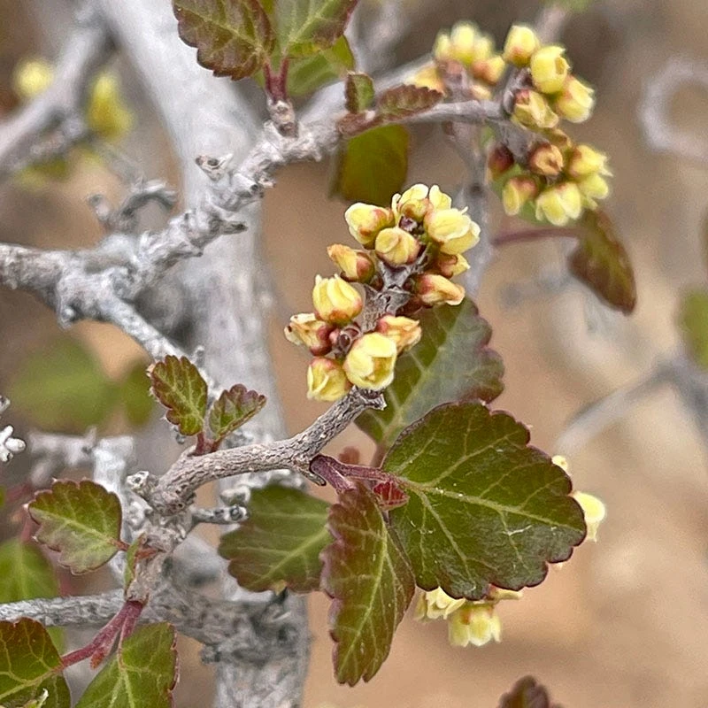 Gro-Low Sumac (Rhus) 5 Gro-Low Sumac (Rhus) - Image 3