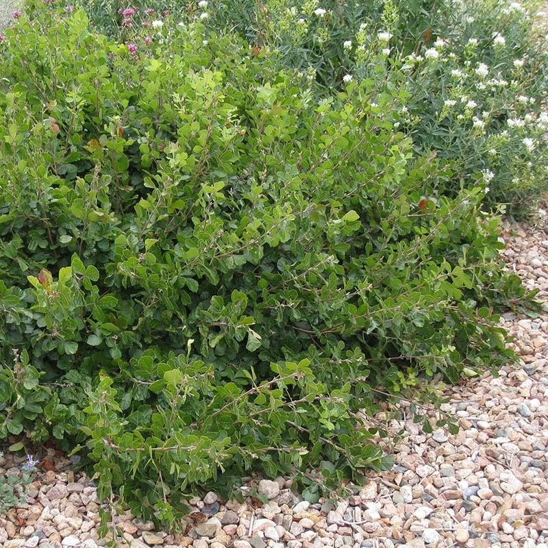 Gro-Low Sumac (Rhus) 4 Gro-Low Sumac (Rhus) - Image 2