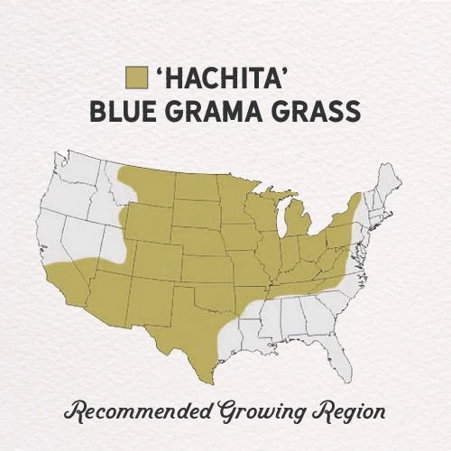 Hachita Blue Grama Grass Plugs 7 Hachita Blue Grama Grass Plugs - Image 5