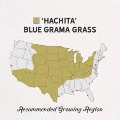 Hachita Blue Grama Grass Seed - 1 LB -High Country Gardens hachita blue grama regions 1