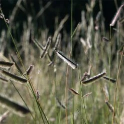 Grama Grass Collection -High Country Gardens hairy grama grass bouteloua hirsuta