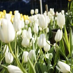 Hakuun Darwin Tulip 9 Hakuun Darwin Tulip -High Country Gardens hakuun darwin tulip 2 1