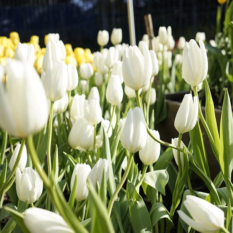 Hakuun Darwin Tulip 5 Hakuun Darwin Tulip - Image 3